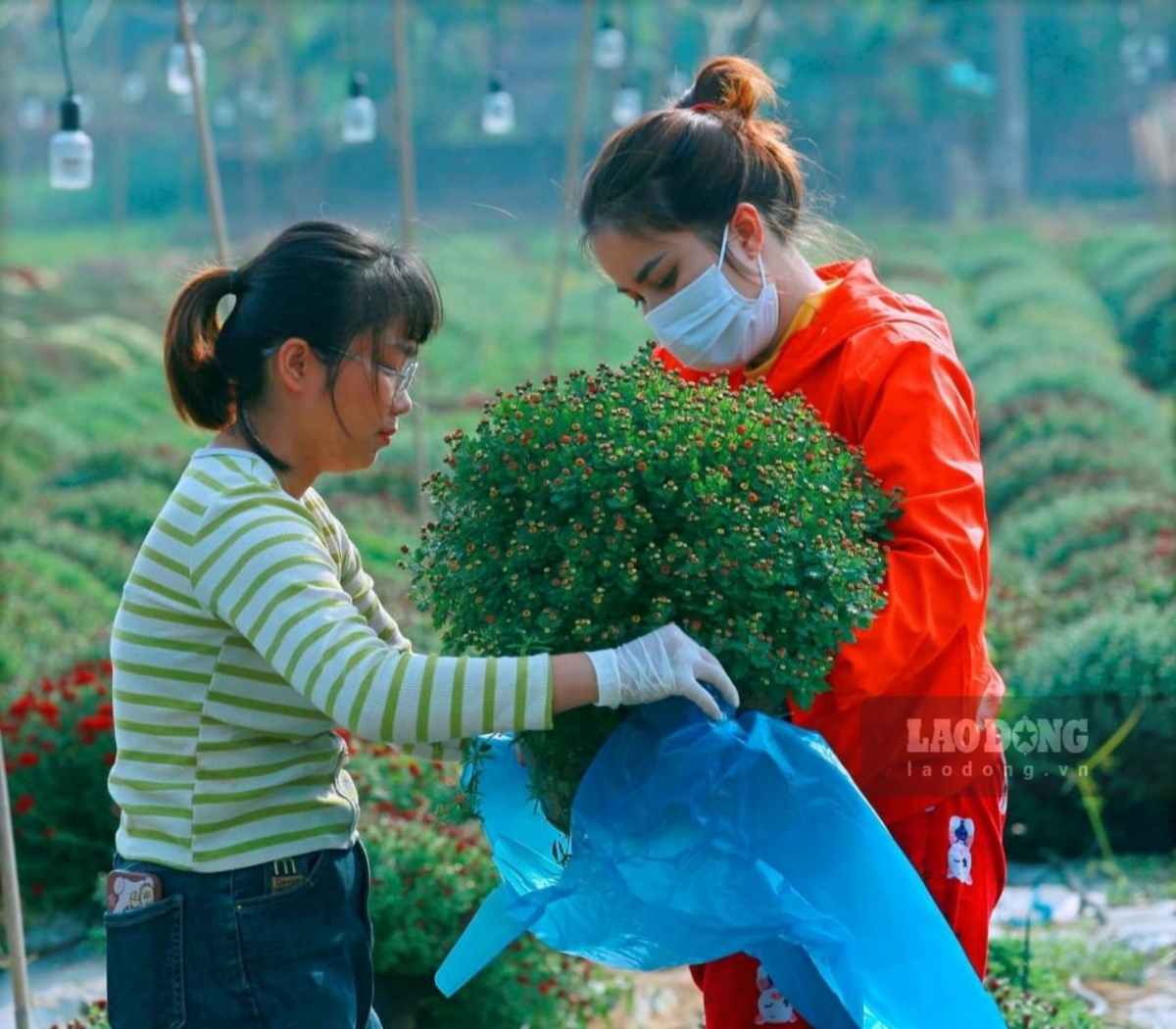 Unlike several other flower cities nationwide, Ninh Phuc's fields are capable of yielding flowers all year round.