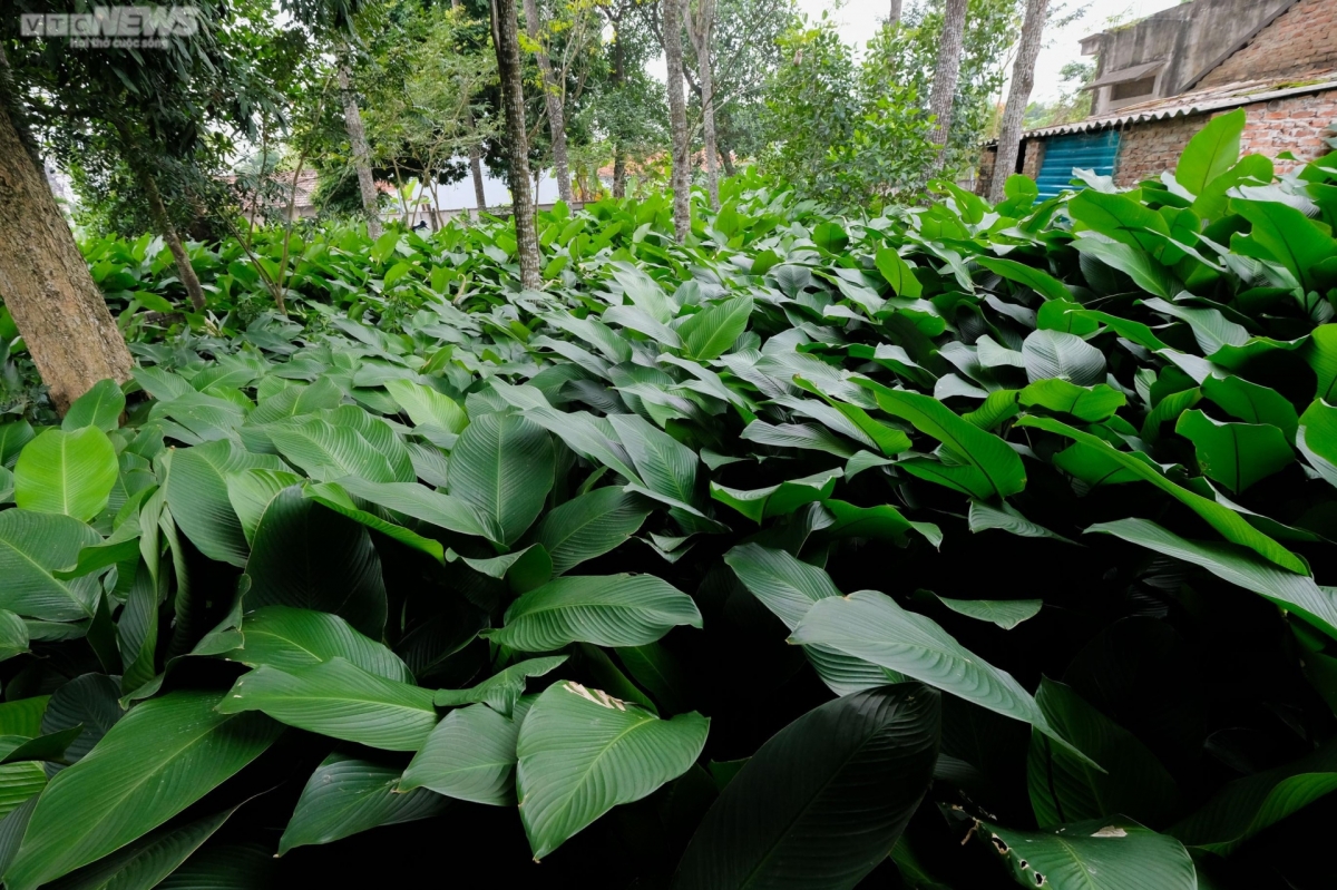 Trang Cat village is situated around 30km far from the centre of Hanoi. It’s famous for providing La Dong or Dong leaves to other localities across the country for the festive season.