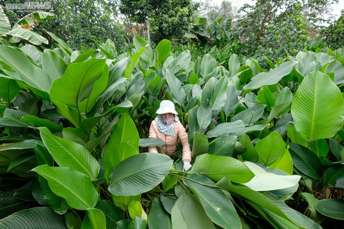 Everywhere in the village is covered with the green colour of Dong (Phrynium placentarium) leaves which is typically used as a wrapper for Banh Chung, the traditional sticky rice cake, to be enjoyed over the Lunar New Year.