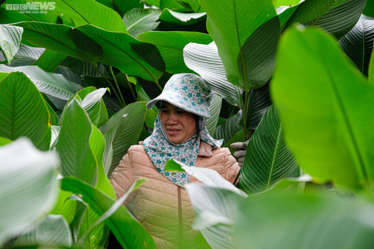 Nguyen Minh, a villager and planter of Dong leaves for many years, said that each year she provides tens of thousands of leaves to the market. For each 100 leaves she earns between VND70,000 and VND100,000.