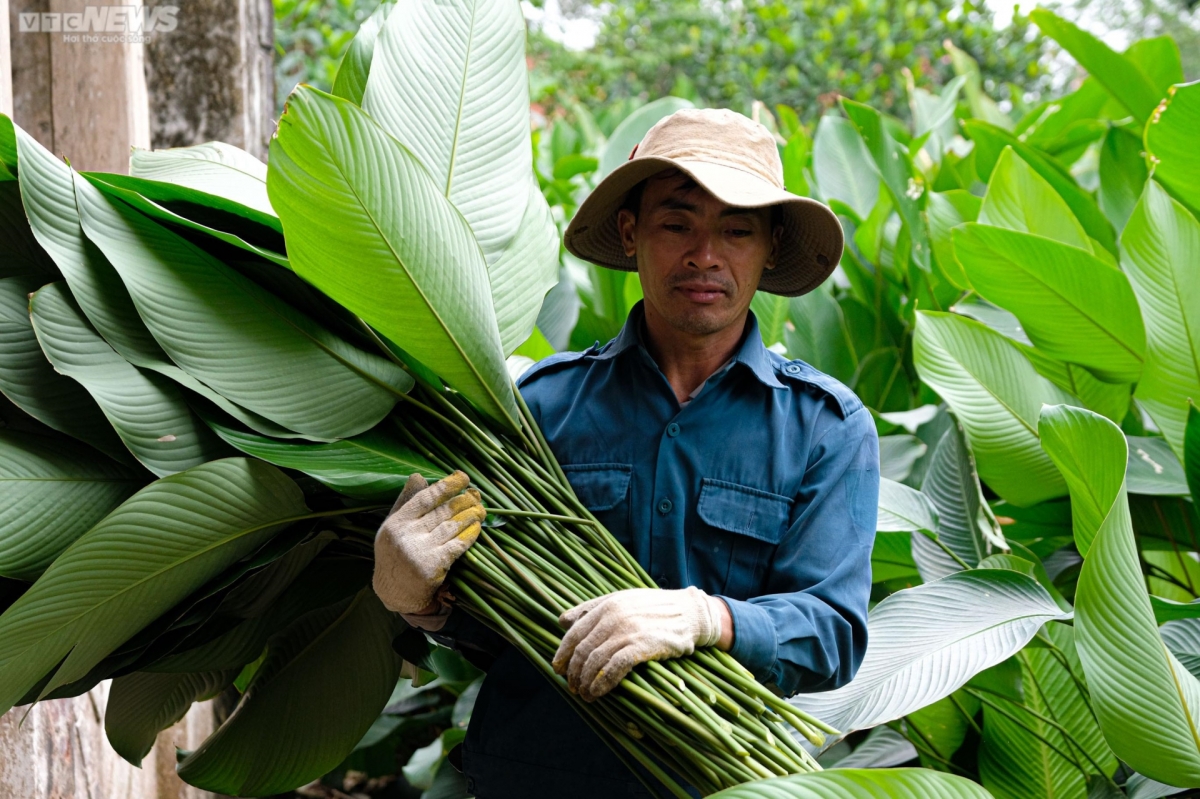 Thanks to the fertility of the land located next to the Day river, Trang Cat is an ideal place to plant Dong trees.