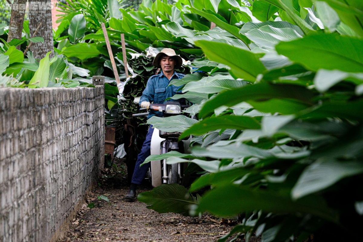 Dong leaves harvested in Trang Cat village are then transported to other localities in order to serve customers’ demand as Tet draws near.