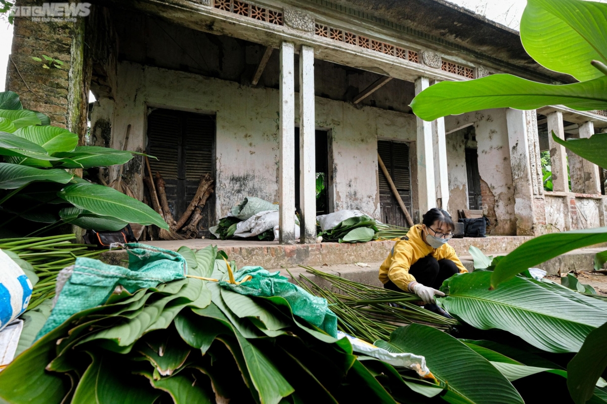 There are approximately 300 households located in the village, planting approximately 25 hectares of Dong trees.