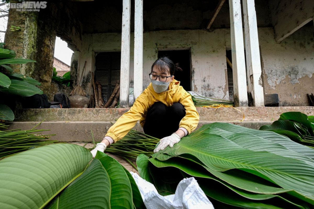 The Dong leaves of Trang Cat village are also exported to other countries for overseas Vietnamese people to wrap Banh Chung during Tet.