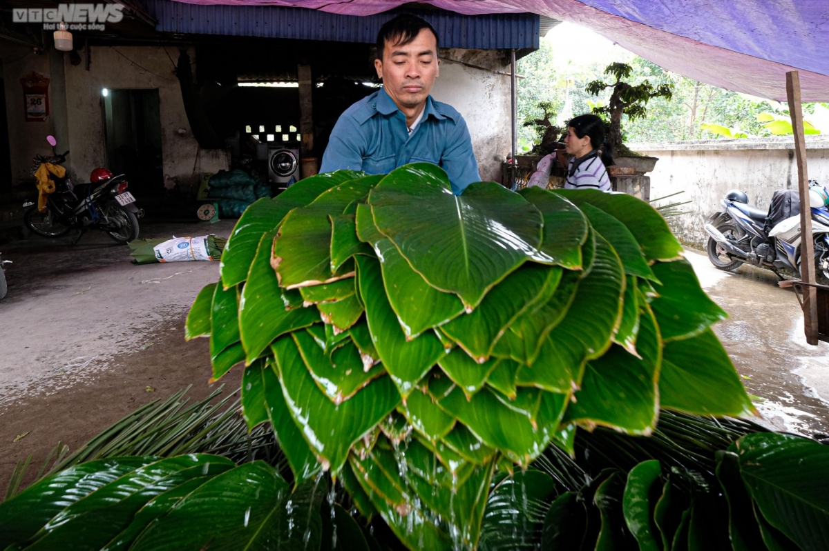 Dong leaves are an essential material in making Banh Chung for Tet.