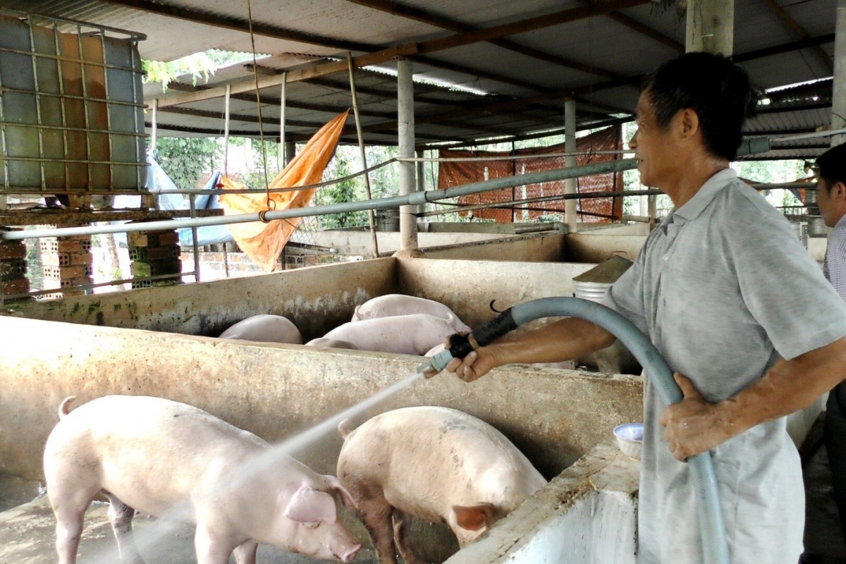 Tìm hiểu thức ăn của động vật cho thịt: Bạn nên cố gắng tìm hiểu thức ăn mà động vật cho thịt đã ăn. Thông tin này có thể được ghi trên bao bì hoặc bạn có thể hỏi người bán thịt. Các chuyên gia cho biết bò ăn cỏ xanh sẽ cho loại thịt tốt nhất với lượng chất béo phù hợp. Ảnh minh họa