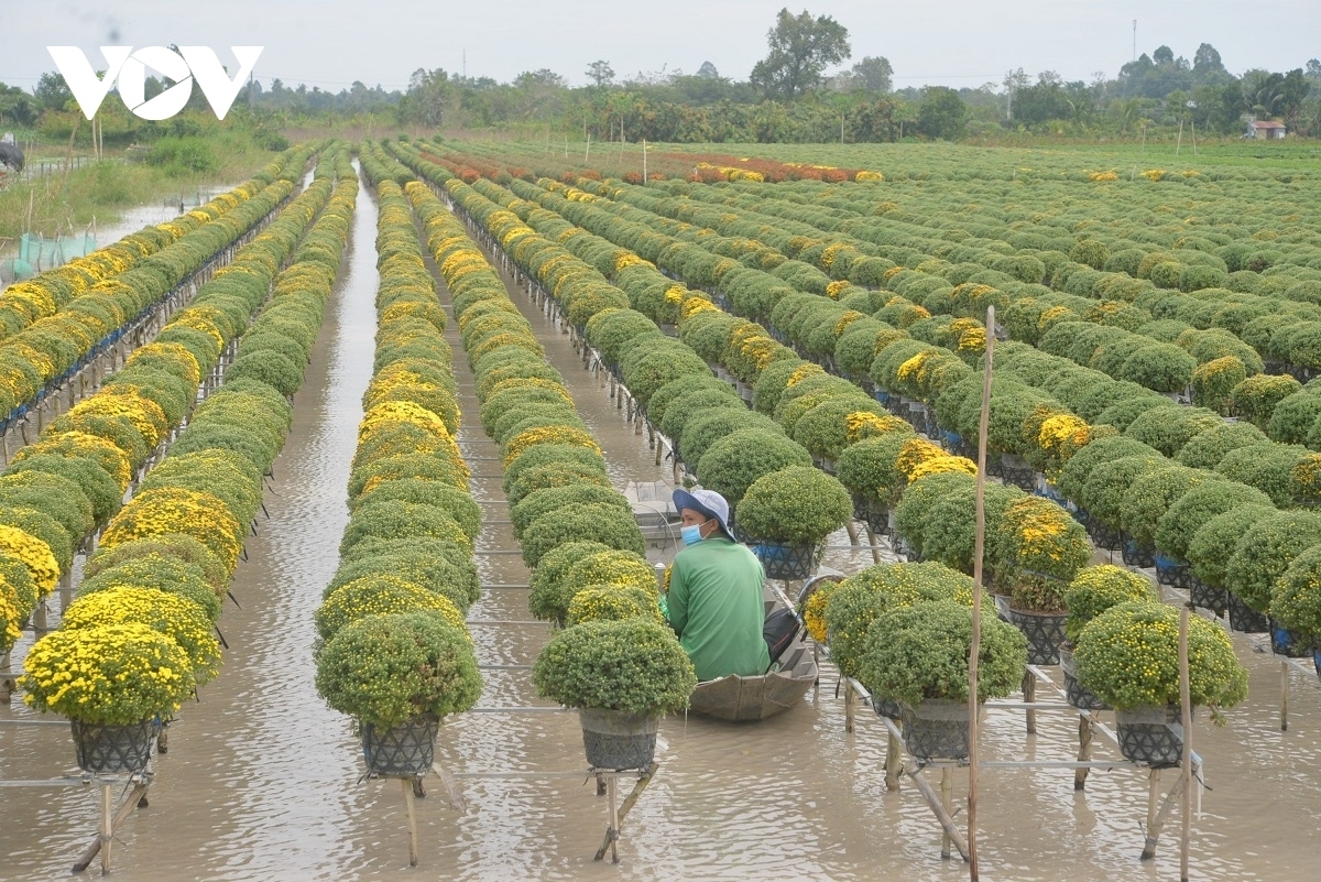 Situated around 150 kilometres southwest of Ho Chi Minh City, Sa Dec Flower Village is widely considered to be the flower kingdom of the Mekong Delta region and the country’s largest supplier of flowers for southern provinces during the festive period.