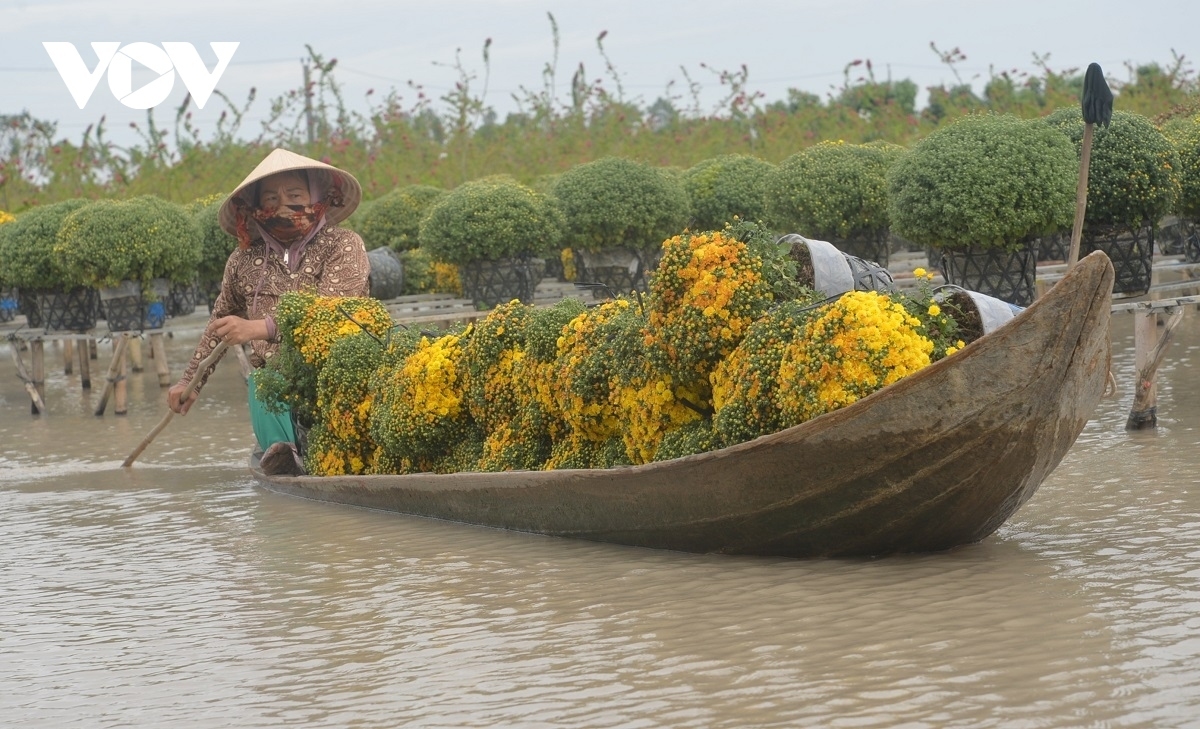 The flower village is now entering its busiest time of the year as local farmers are working hard from dawn to dusk as they prepare their flowers and bonsai plants to go on sale in the run up to the peak Tet season.