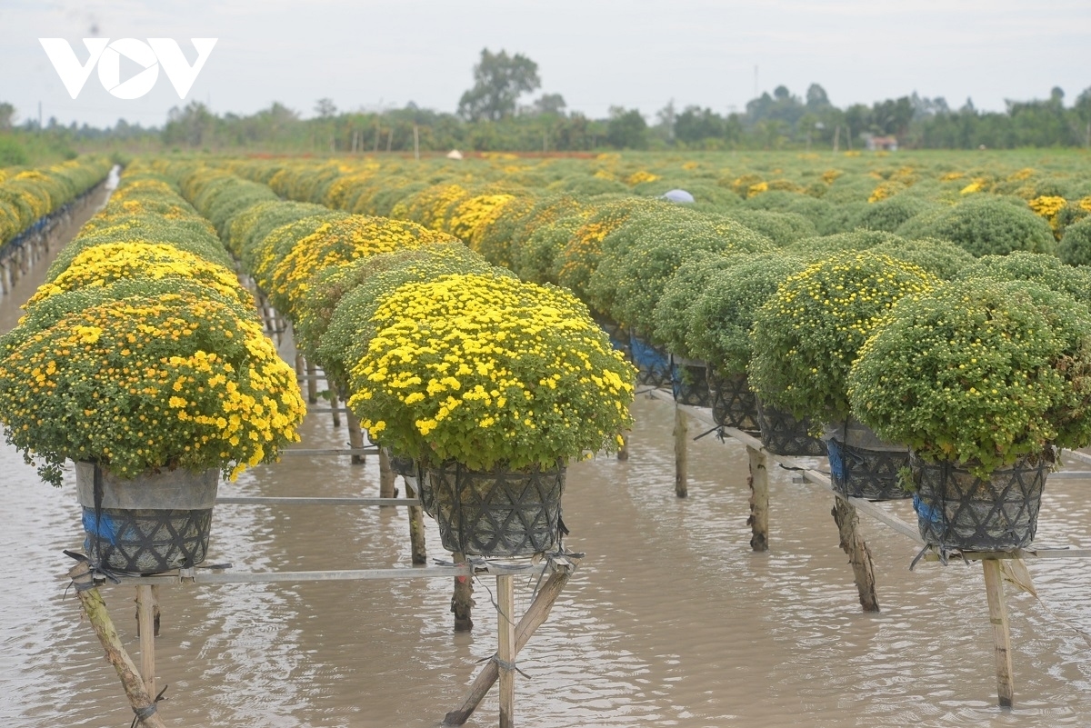 Tet will see the village supply two million baskets of flowers of about 2,000 types.