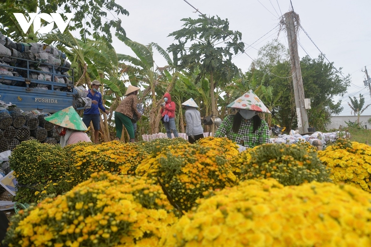 These flowers will be used as offerings to ancestors as local people pray for luck and also used their decorate their homes during Tet.