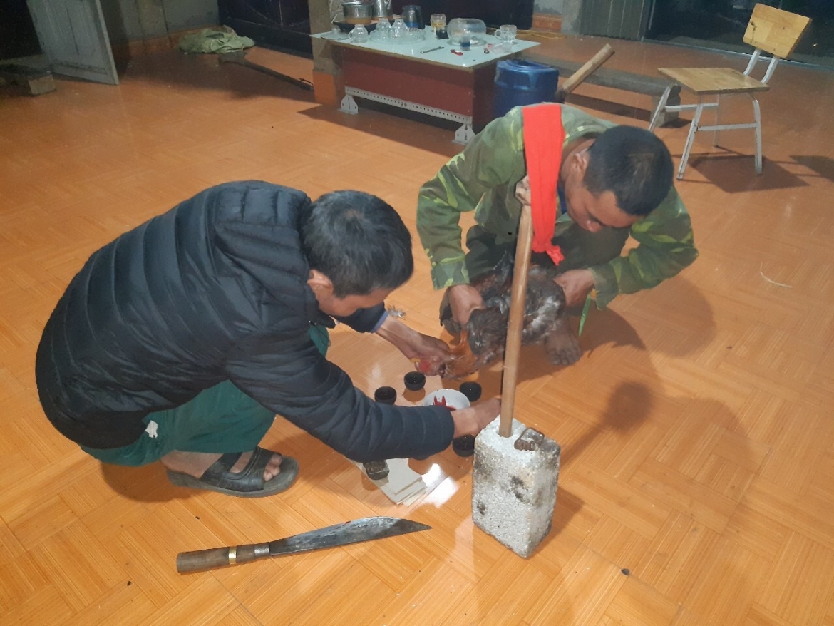 Thầy cúng chuẩn bị máu từ mào gà trống to khỏe để tiếp sức cho phần hồn vía bị lưu lạc.