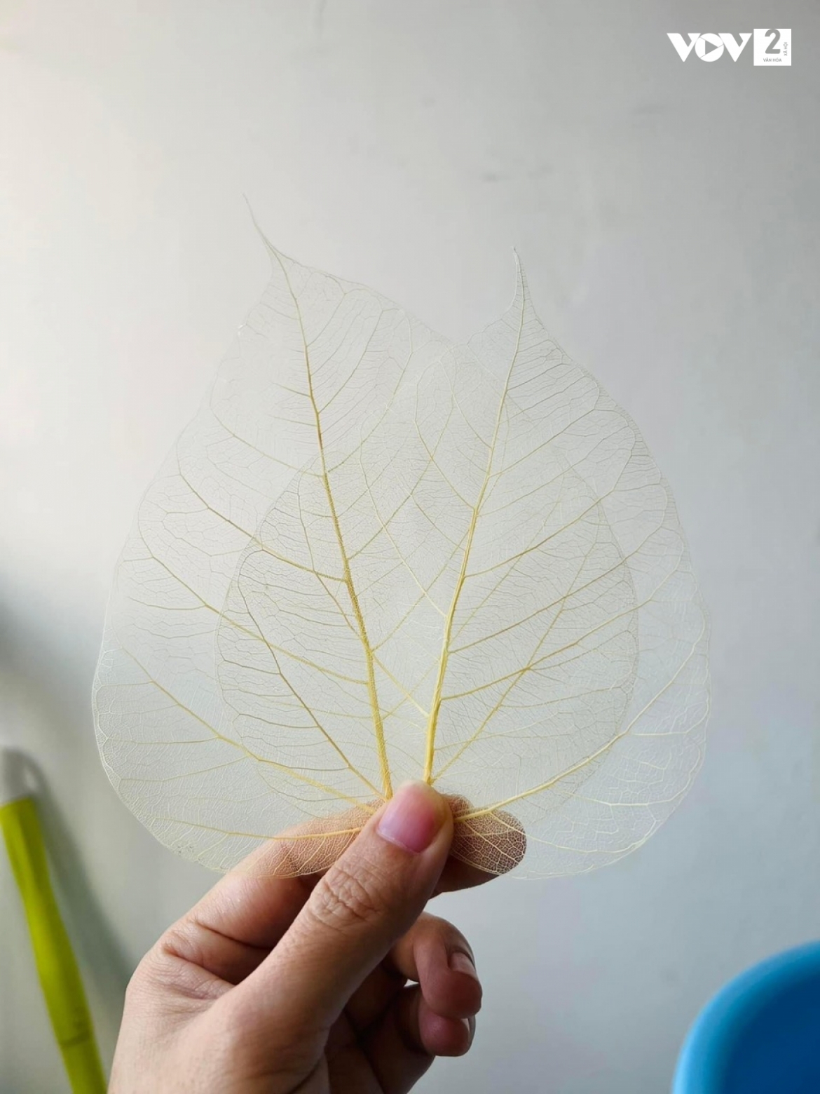 Lá bồ đề có độ bền cao, hình dáng lá rất đẹp và, chứa đựng nhiều ý nghĩa. Theo quan niệm của Phật giáo, cây bồ đề biểu tượng cho may mắn, bình an, hạnh phúc.