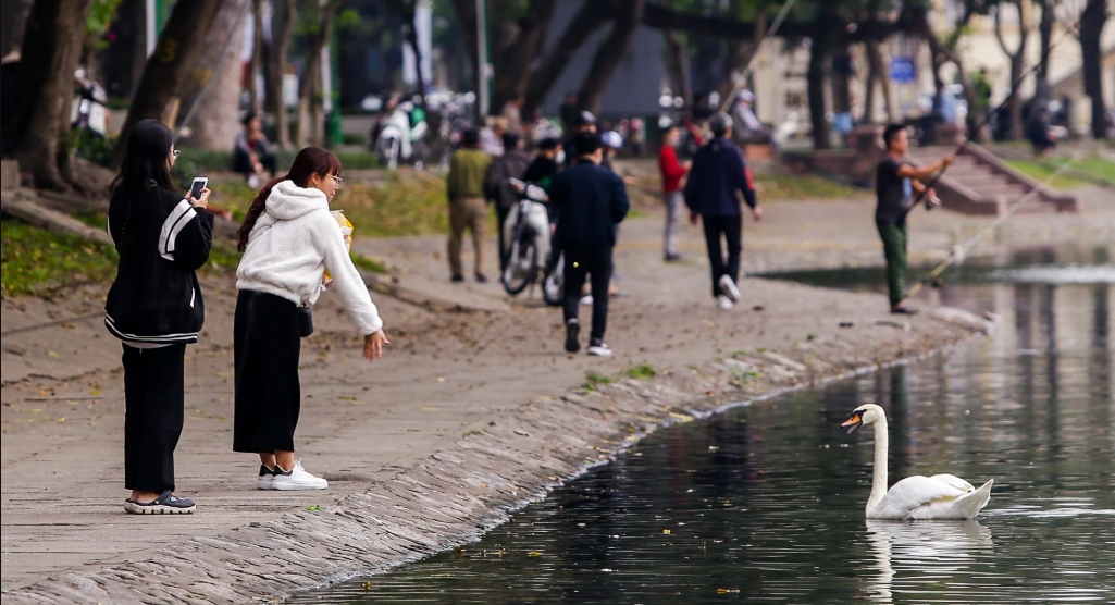 Từ ngày được thả về hồ Thiền Quang, đàn thiên nga gắn bó với cuộc sống, con người nơi đây, vì thế khi số lượng thiên nga giảm một nửa cũng khiến nhiều người nuối tiếc.