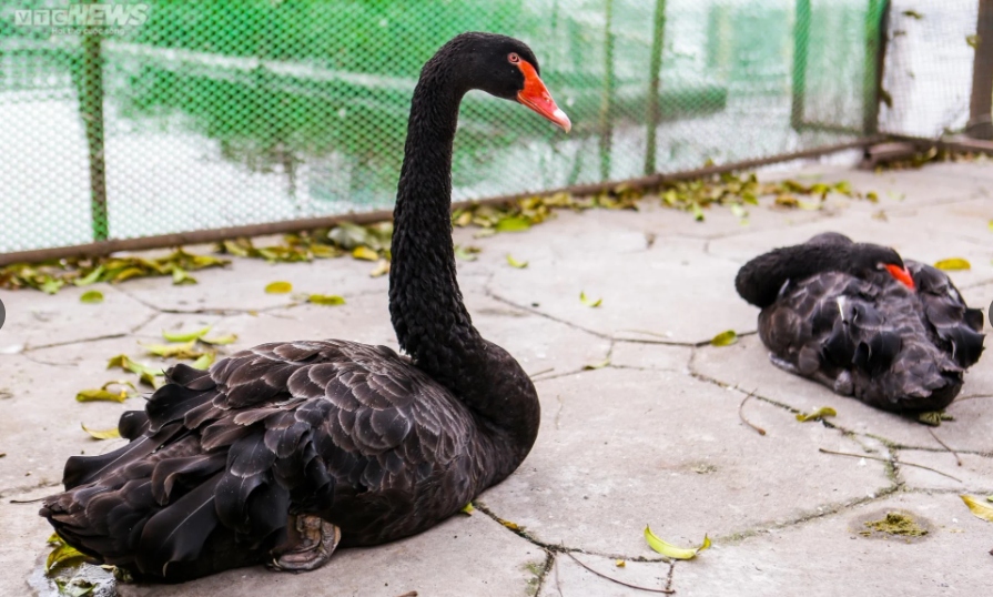 Sau 5 năm nuôi, thả ở hồ Thiền Quang, 12 con thiên nga giờ chỉ còn lại 6 con (4 đen và 2 trắng). Hiện, đàn thiên nga được nuôi trong một khu vực rộng vài chục mét vuông, rào chắn cẩn thận bằng các tấm lưới thép và bè thủy sinh.