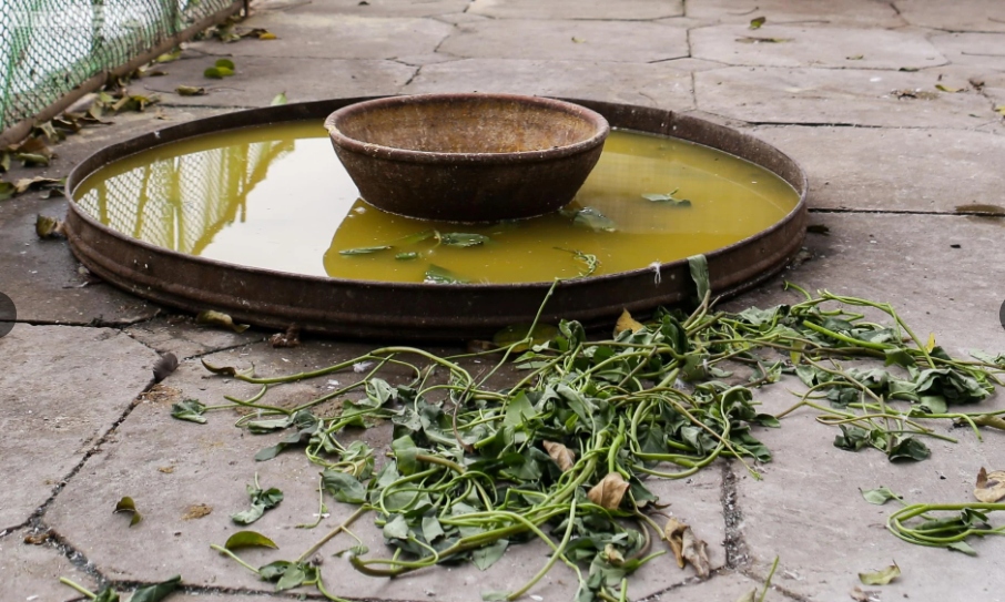 Nơi đây được ban quản lý treo biển thông báo “Không phận sự miễn vào”. Cánh của những con thiên nga cũng đã được cắt bớt để hạn chế bay lên bờ, bay ra lòng đường gây mất an toàn cho người tham gia giao thông.