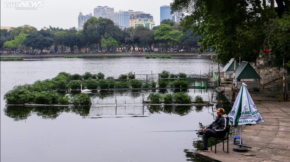 Đại diện Công ty TNHH MTV Thoát nước Hà Nội cho biết, trong số 6 con thiên nga bị chết thì 2 con do không thích nghi được, 4 con chết do ăn phải thức ăn có lưỡi câu ở hồ.