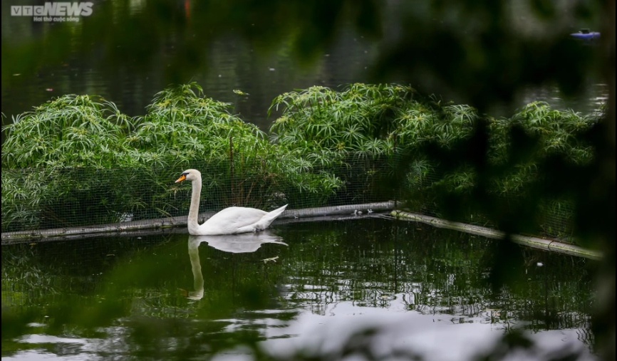 Cũng theo đại diện Công ty Thoát nước Hà Nội, hiện nay, chỉ vào dịp cuối tuần, đơn vị mới thả 6 con thiên nga ra hồ bơi lội. Những ngày còn lại, đơn vị sẽ quây, nhốt ở một góc hồ Thiền Quang.