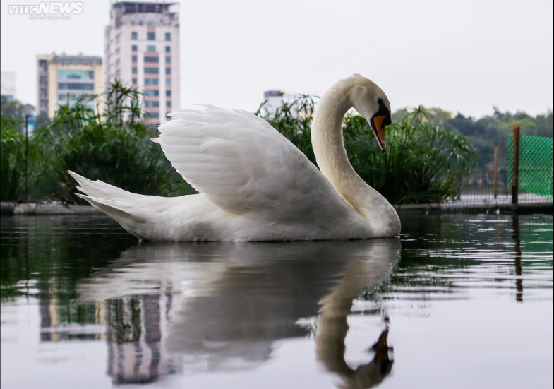 "Trong thời gian tới, chúng tôi vẫn cố gắng duy trì việc chăm sóc đàn thiên nga để phục vụ thị hiếu của người dân khi đến với hồ Thiền Quang", vị này thông tin.