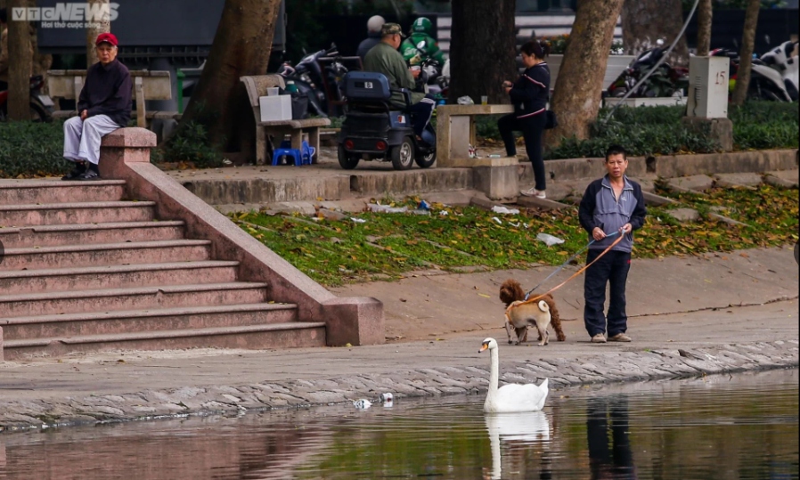 “Tôi thường xuyên ra hồ Thiền Quang hóng gió, mỗi lần thấy những con thiên nga bay lên trông đẹp mắt lắm. Nhưng dạo gần đây rất ít thấy cả đàn thiên nga bơi ra giữa hồ, 12 con nay chỉ còn một nửa, tiếc lắm!”, ông Lê Văn Nam (ở Nguyễn Du, Hà Nội) chia sẻ.