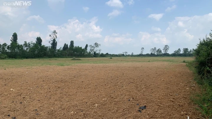 Phần đất trong khuôn viên di tích lịch sử cấp quốc gia thành Cha được người dân cày xới để canh tác.