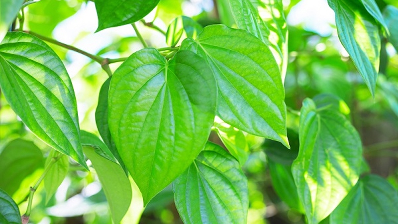 Giúp kiểm soát táo bón: Lá trầu được coi là một nguồn cung cấp chất chống oxy hóa giúp giữ mức độ pH bình thường trong cơ thể và giúp giảm các vấn đề liên quan đến dạ dày, đặc biệt là vấn đề táo bón. Để giảm các vấn đề về dạ dày, bạn chỉ cần nghiền nát lá trầu bỏ vào nước, để ngâm qua đêm. Sau khi thức dậy vào buổi sáng, lọc lấy nước và uống khi bụng đói.