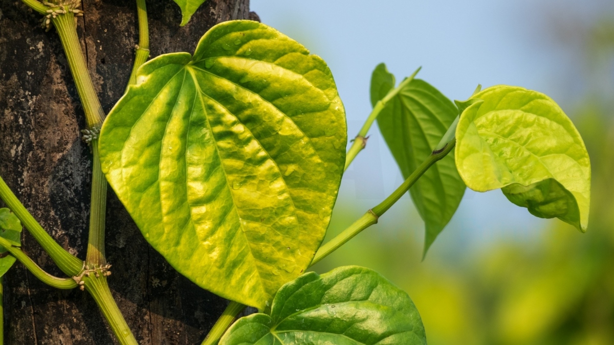 Giảm căng thẳng: Nhai lá trầu giúp giảm căng thẳng và lo lắng. Đây cũng là cách giúp thư giãn cơ thể và tâm trí. Đồng thời các hợp chất phenolic có trong lá trầu giải phóng hợp chất hữu cơ catecholamine ra khỏi cơ thể. Do đó, nhai lá trầu có thể giúp tránh tâm trạng thất thường.