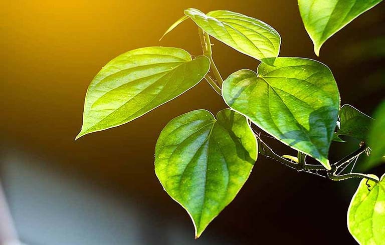 Có lợi cho hệ hô hấp: Lá trầu được sử dụng để điều trị các bệnh về đường hô hấp như ho, viêm phế quản và hen suyễn. Các hợp chất được tìm thấy trong lá giúp giảm tắc nghẽn và cải thiện hơi thở.