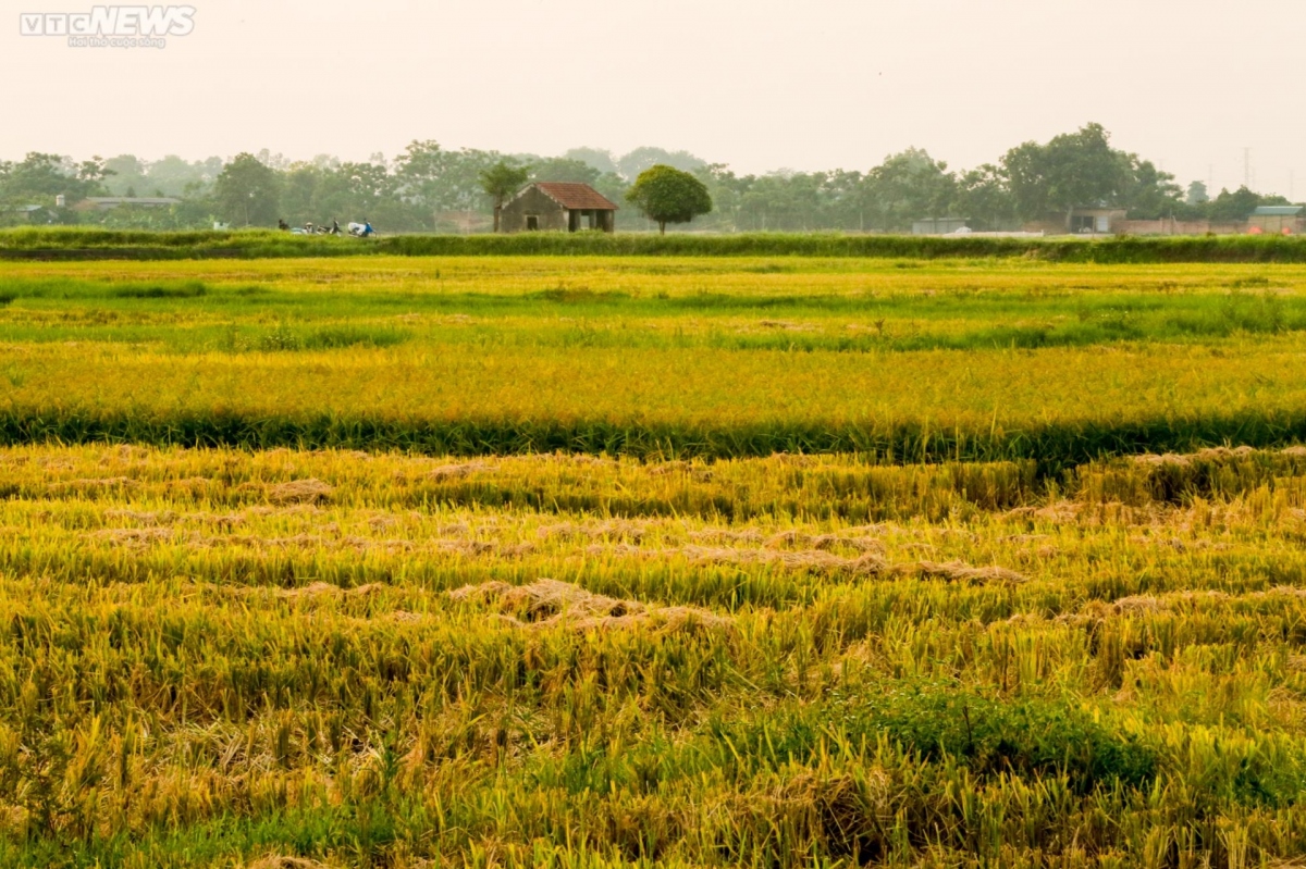 Cách trung tâm Hà Nội khoảng 20km, xã Sài Sơn (huyện Quốc Oai) nổi tiếng bởi chùa Thầy nghìn năm tuổi và nhiều cảnh quan thiên nhiên nên thơ. Trong những ngày đầu tháng 6, vẻ đẹp những xã Sài Sơn lại được tô điểm bởi cánh đồng lúa chín vàng đang kì thu hoạch.