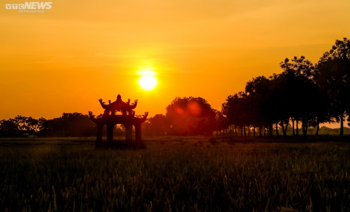 Những cánh đồng lúa vàng óng hoà với nắng chiều tà tạo nên môt bức tranh tuyệt đẹp.