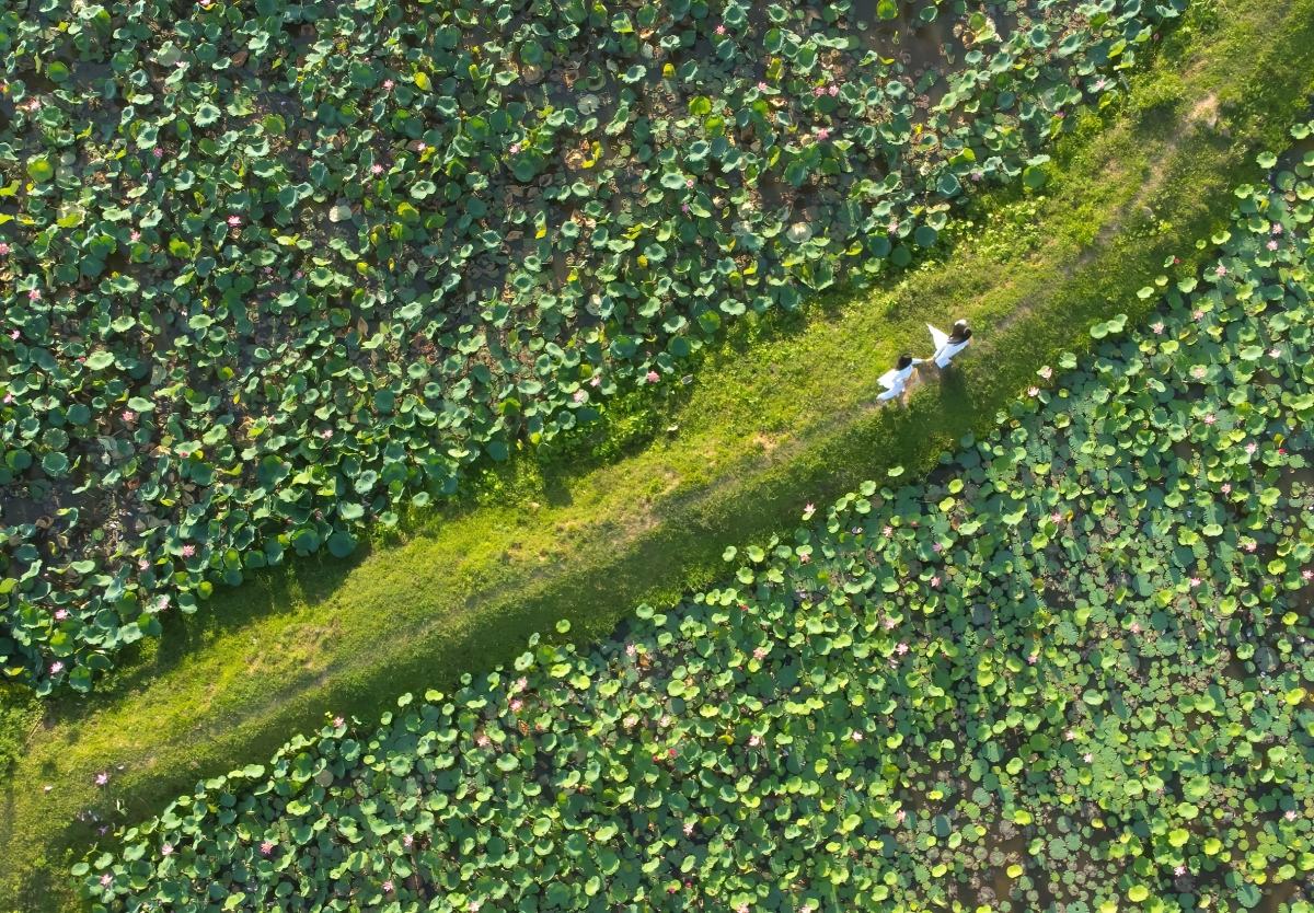 Cánh đồng sen bạt ngàn nên khi các bạn đến đây thì chọn cho mình một góc để check-in.