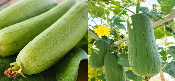 Để chọn mướp thơm và ngon còn cần để ý đến hình dáng và màu sắc của quả mướp