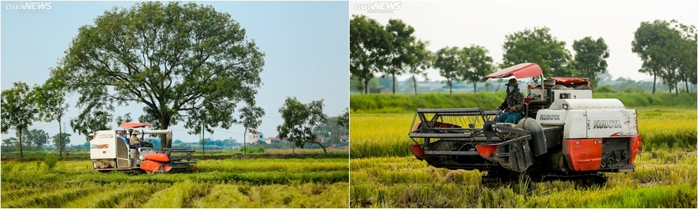 Ngày mùa ở nông thôn mới nay đã đổi khác, không còn thấy cảnh người nông dân ùa ra đồng nhộn nhịp. Thay vào đó là tiếng máy gặt liên hợp ầm ì trên cánh đồng vắng bóng người. Theo người nông dân tại đây cho biết giá thuê máy gặt là 120.000 đồng/sào lúa. Đây là giá chung, được chính quyền xã quy định.