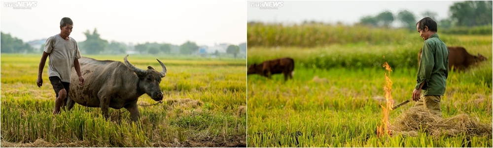 Một số ruộng lúa đã được thu hoạch, người nông dân không lấy rơm về và đốt luôn ở ruộng. Sau khi đốt cháy hết phần rơm, họ sẽ cho đất nghỉ chờ đến mùa sau.