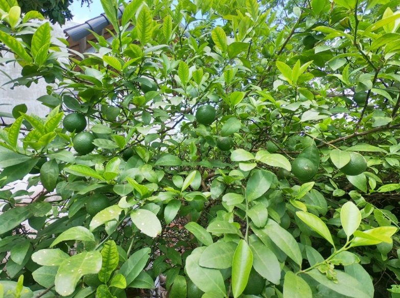 Lá chanh hỗ trợ chữa viêm khớp