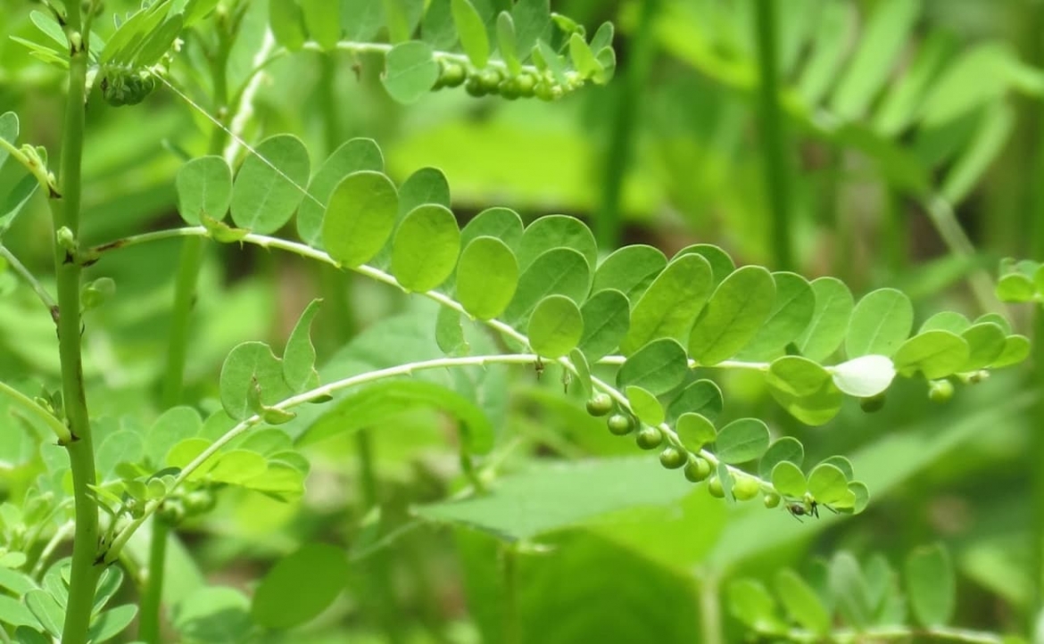 Như một loại thuốc lợi tiểu: Cây chó đẻ có thể được sử dụng để điều trị huyết áp cao và được dùng như một loại thuốc lợi tiểu, bởi nó giúp loại bỏ nước và natri ra khỏi cơ thể.