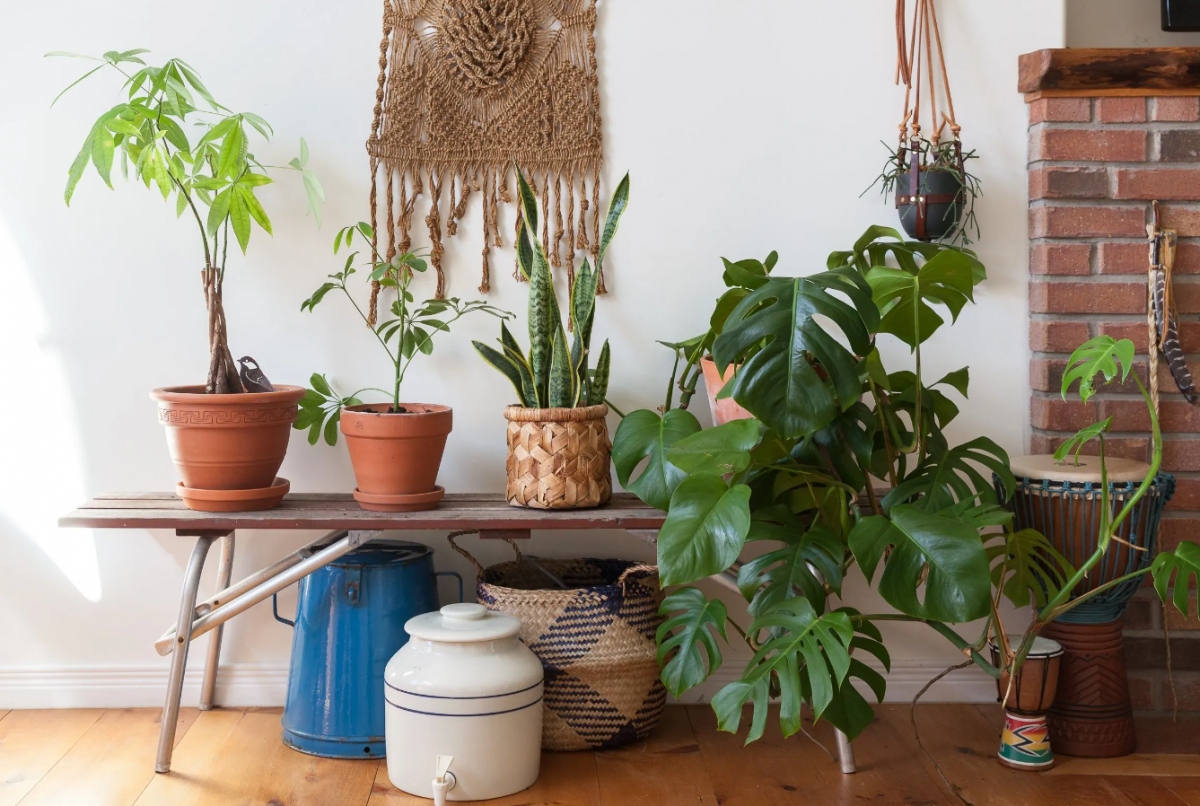 Tạo một không gian riêng cho cây cảnh: Nếu trong nhà của bạn có bất kỳ không gian nào còn trống, bạn có thể lấp đầy không gian đó bằng những chậu cây xanh. Ảnh minh họa