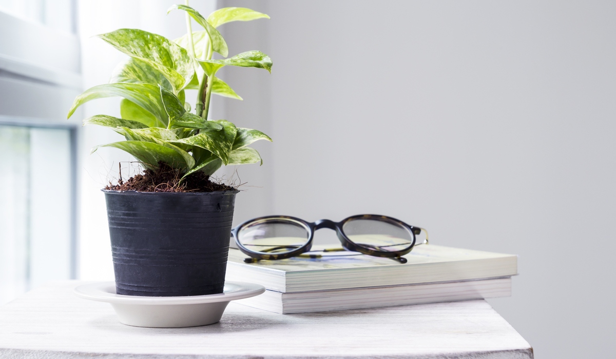 Đặt chậu cây bên cạnh cửa sổ: Đặt cây xanh tại nơi có nhiều ánh nắng sẽ giúp cây quang hợp tốt hơn. Ảnh minh họa