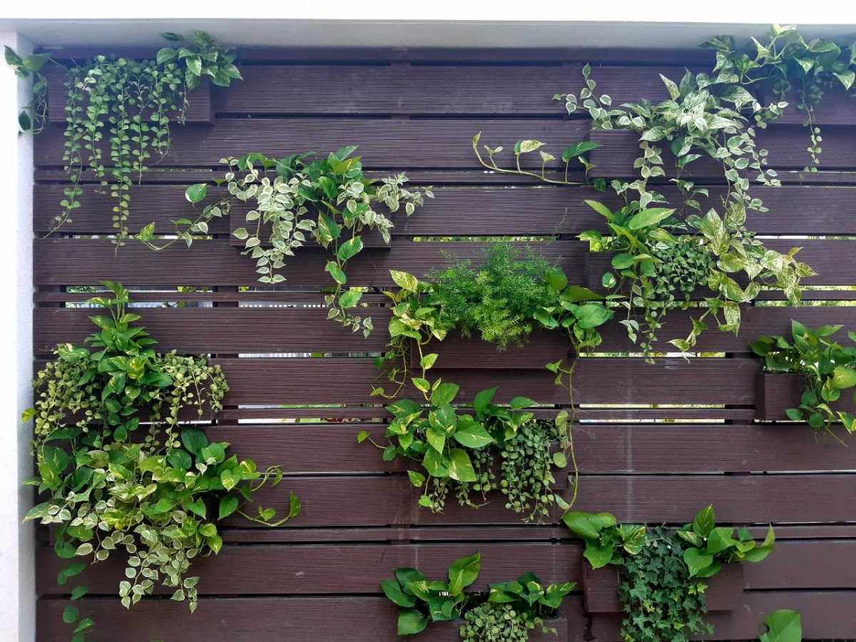 Trang trí những bức tường trống bằng cây xanh: Nếu bạn chưa có ý tưởng trang trí cho những bức tường trống, cây cảnh có thể là một lựa chọn tuyệt vời. Ảnh minh họa