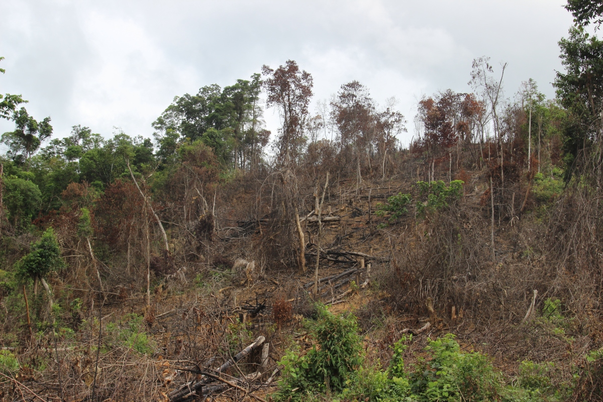 Rừng bị cưa hạ rồi đốt cháy.