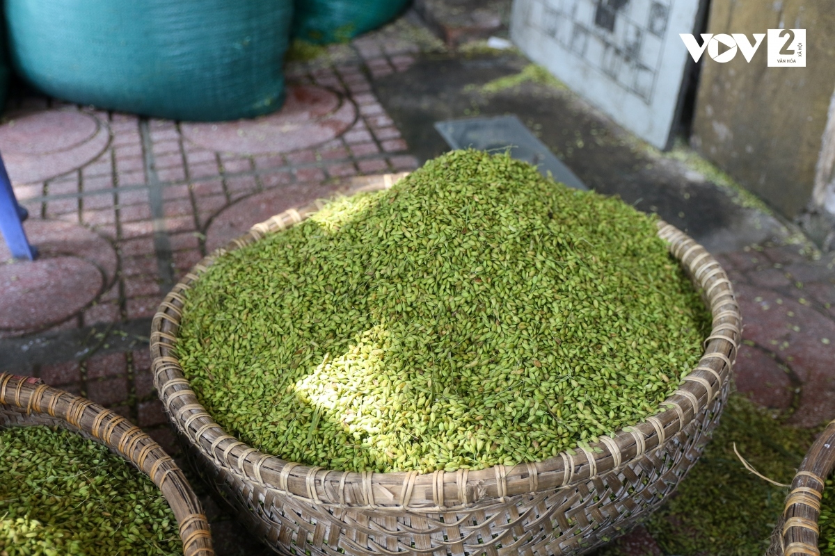 Làm cốm trải qua rất nhiều công đoạn. Lúa gặt về cho vào máy tuốt và sau đó đãi sạch.