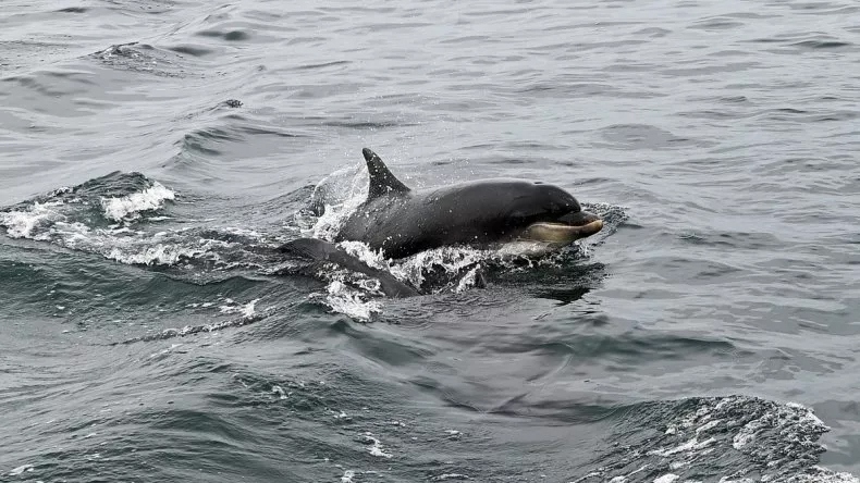 Một con cá heo ở Berwick, Anh. Ảnh: Getty Images