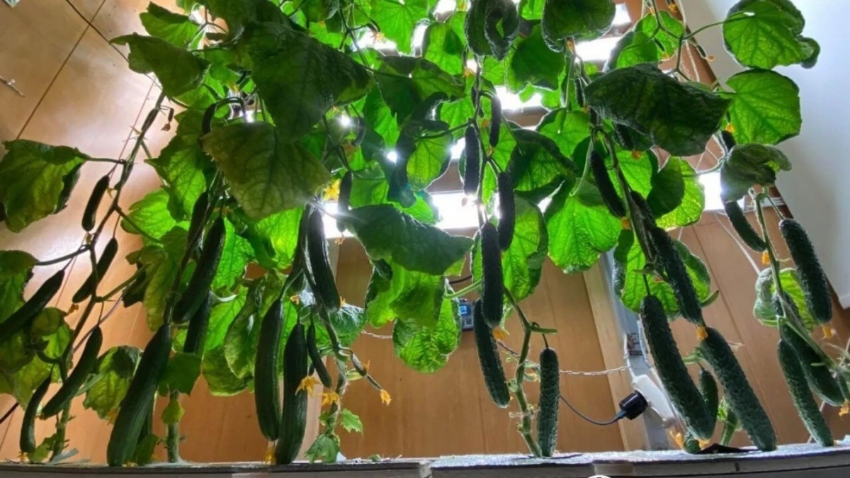 Rau do các nhà khoa học Nga trồng tại trạm Vostok ở Nam Cực - Ảnh: Viện Bắc cực và Nam Cực/VKontakte