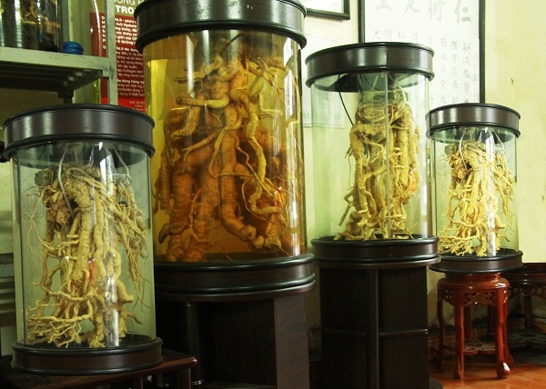 Cách ngâm rượu đinh lăng tươi khá đơn giản.