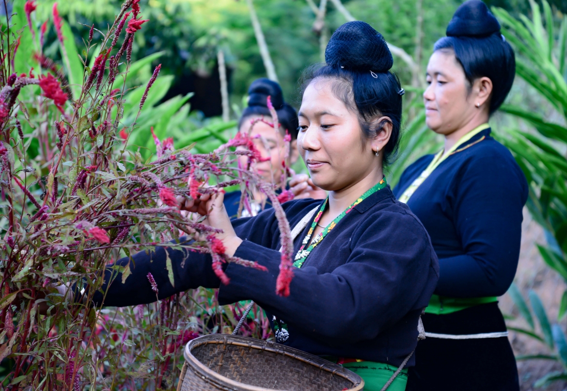 Theo quan niệm của người Cống, hoa mào gà là biểu tượng của sự may mắn, tốt đẹp.