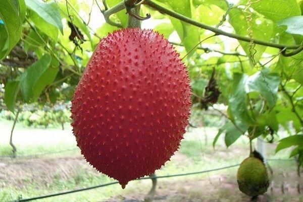 Phần giá trị nhất của quả gấc nằm ở hạt gấc, thế nhưng nhiều người không biết nên thường vứt đi.