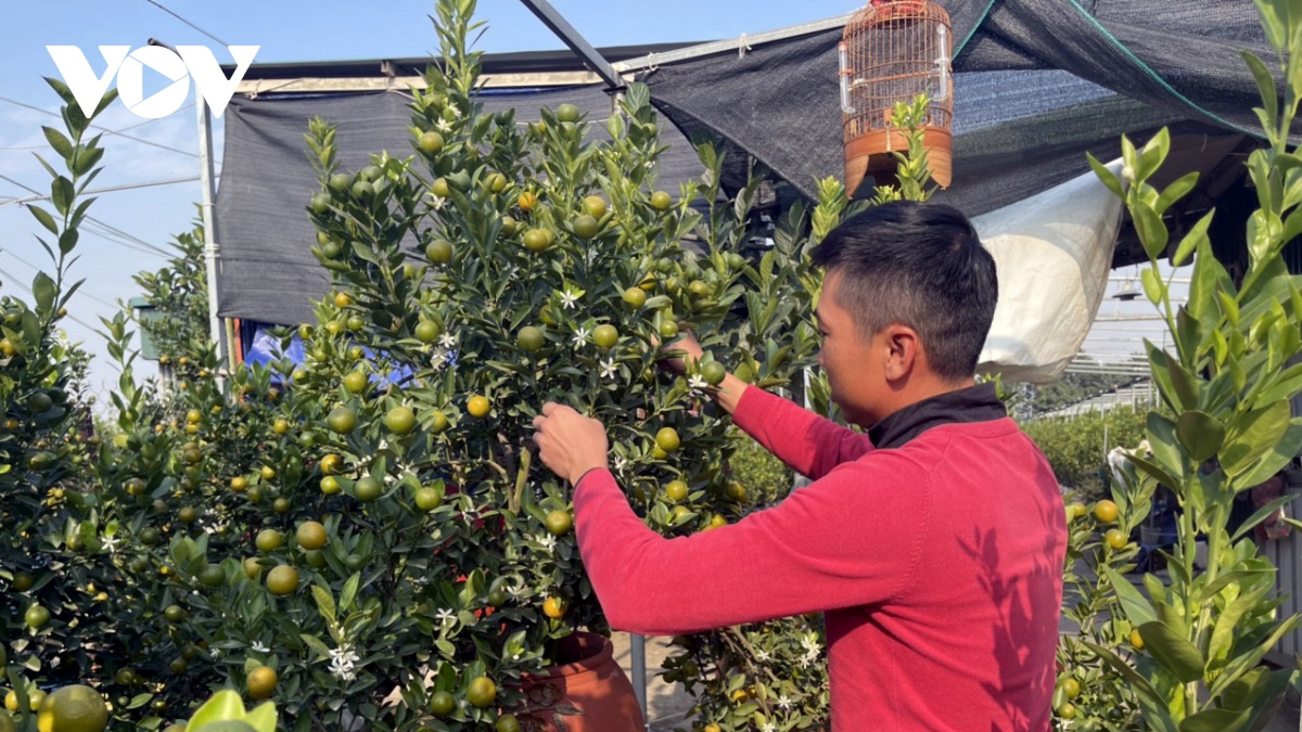 Các nghệ nhân trồng quất bonsai đã sáng tạo những chậu quất ghép gỗ lũa độc đáo