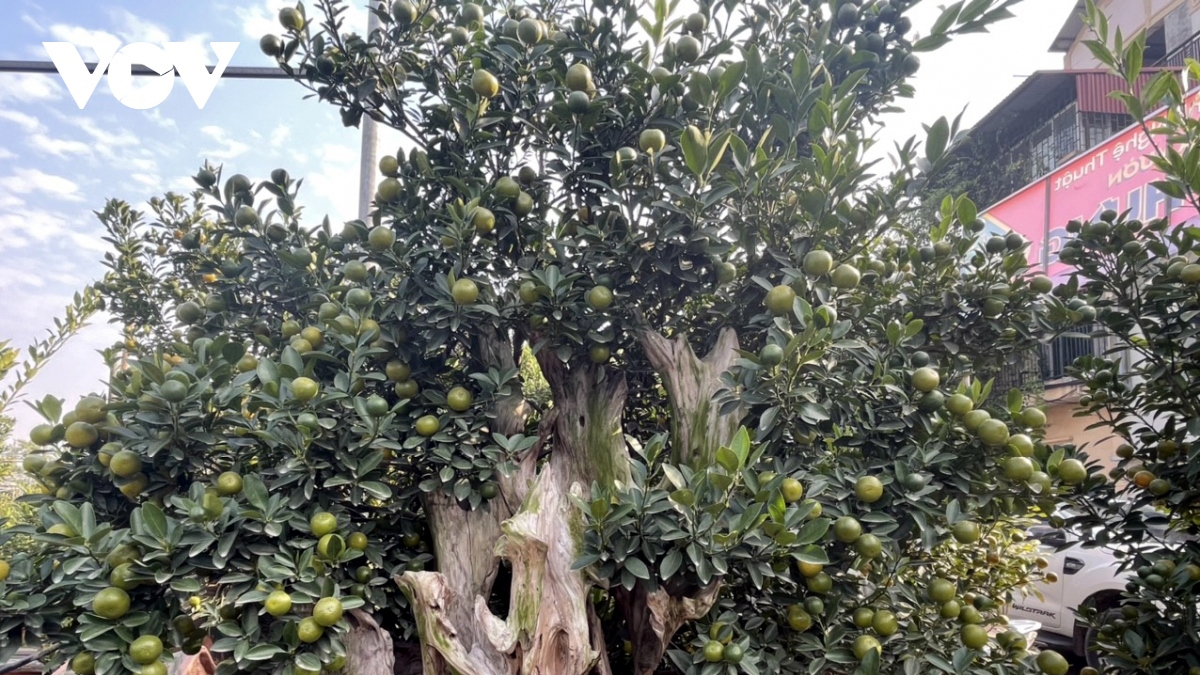 Quất cảnh Tứ Liên năm nay nhiều mẫu mã đa dạng, các nghệ nhân tạo được các thế rất đẹp