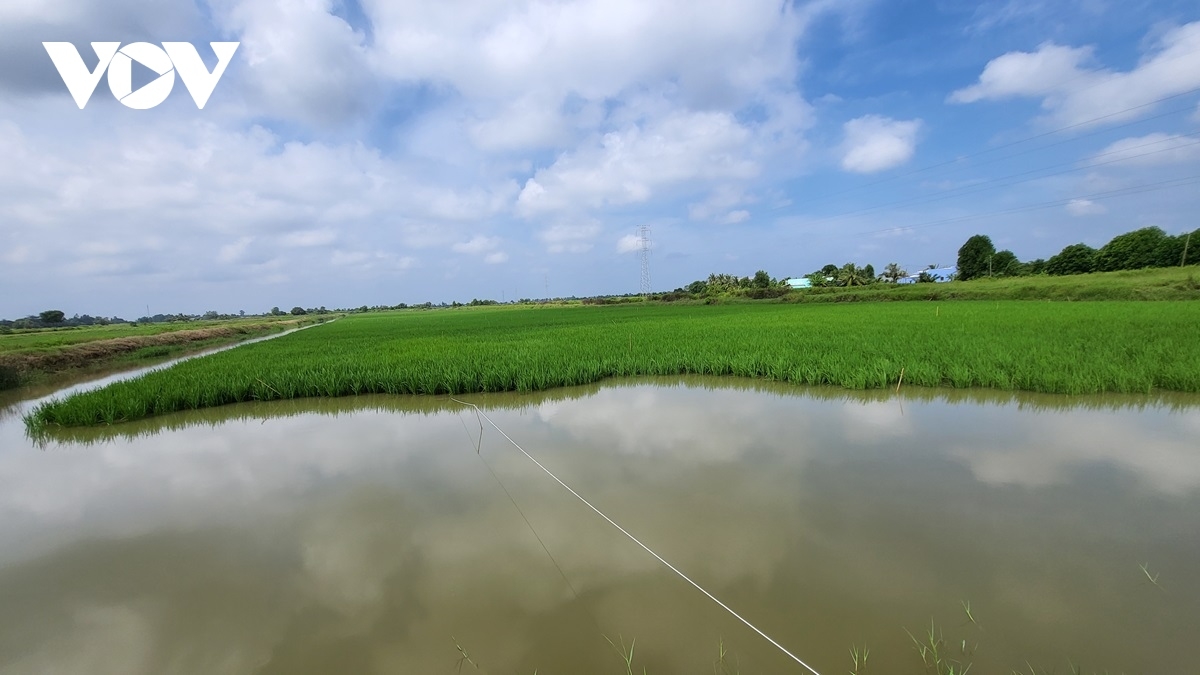 Nhiều nơi được đầu tư xây dựng ô đê bao khép kín nên mô hình lúa - tôm càng phát huy hiệu quả.