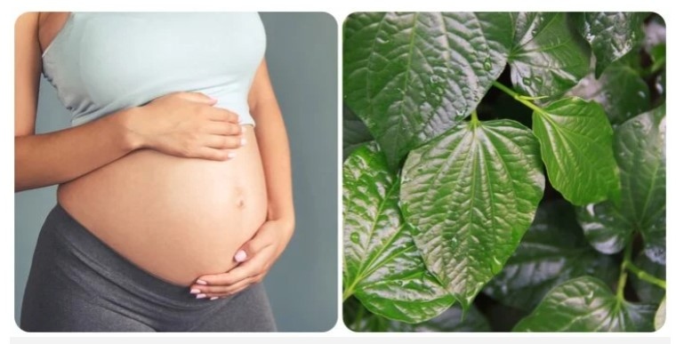 Bà bầu có thể ăn lá lốt với lượng vừa đủ
