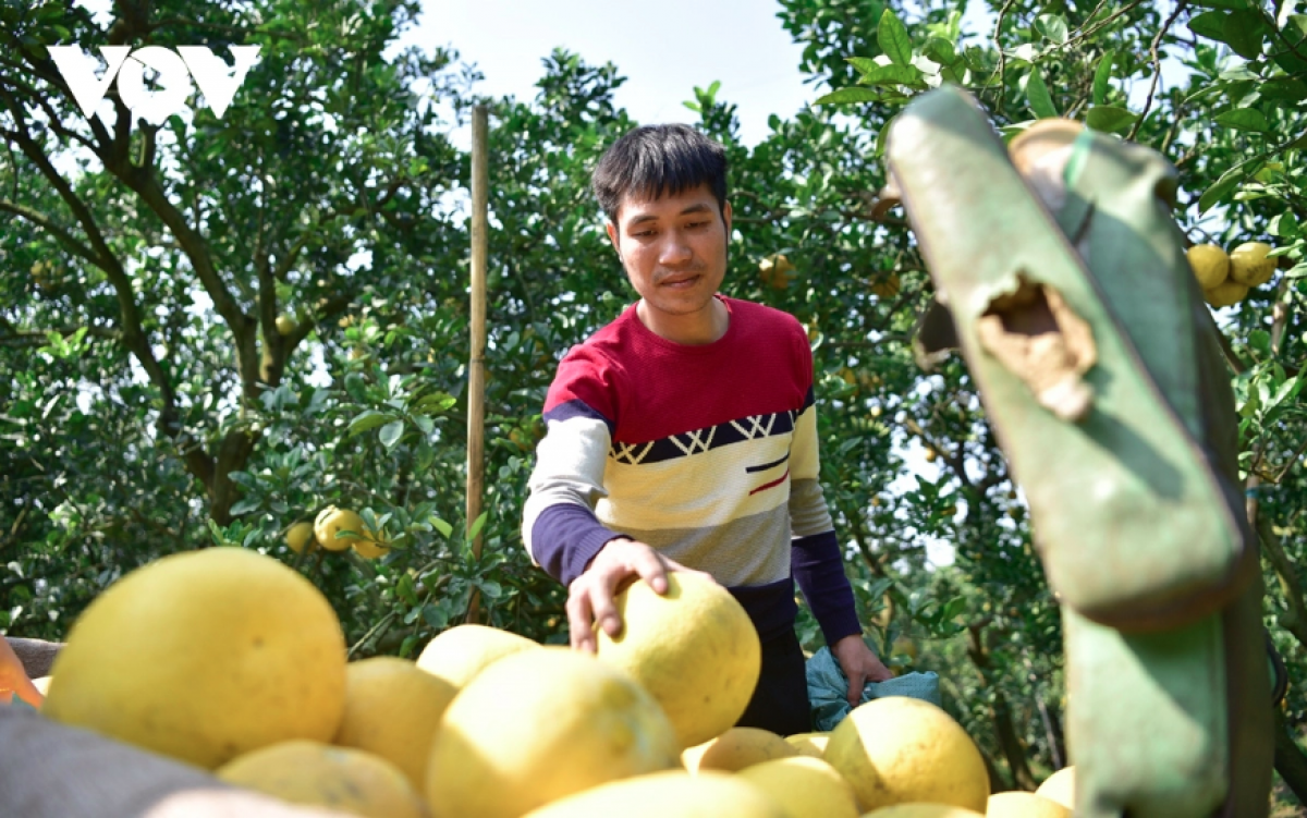 Còn hơn 1 tháng nữa mới đến Tết Nguyên đán nhưng nhiều khách thập phương đã tìm đến đặt mua để ăn dịp Tết và làm quà biếu.